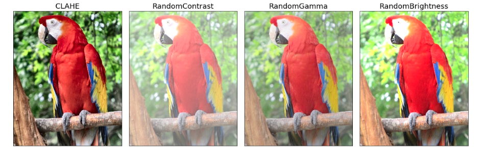 four copies of a photo of a parrot, each with a different image transformation to improve the generalizability of computer vision models 